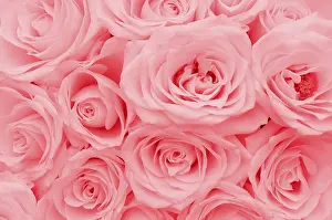 Floral Composition Drucke: Pink roses