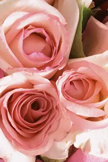 Rosaceae Family Drucke: Pink roses