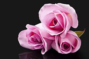 Black Background Flowers Drucke: Pink roses on black surface with reflection