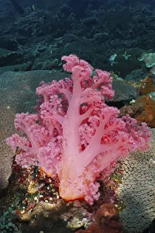 Bilder Datiert 22. Juli 2024: Pink tree coral print