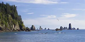US American Coastal Landscape Drucke: Pinnacles on the coast at La Push
