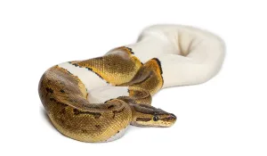 Python Regius Drucke: Pinstripe Pied Royal python, ball python