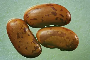 Vegetarian Food Photography Studio Shot Drucke: Pinto beans, detail