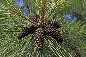 Deserted Pine Forest Drucke: Pinus mugo, mountain pine, pine
