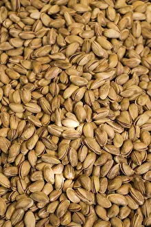 Sapindaceae Plant Drucke: Pistachio nuts with shell ready to eat