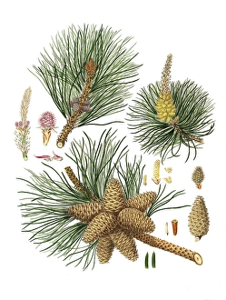 Historic Botanical Illustration Drucke: Pitch pine, Pinus rigida, tree