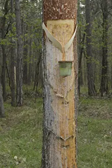 European Black Pine Tree Drucke: Pitch trees, Hernstein, Triestingtal valley