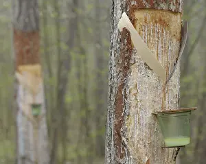 European Black Pine Tree Drucke: Pitch trees, Hernstein, Triestingtal valley
