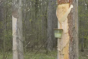 Pine Tree Resin Drucke: Pitch trees, Hernstein, Triestingtal valley