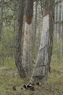 European Black Pine Tree Drucke: Pitch trees, Hernstein, Triestingtal valley