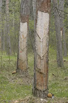 Lower Austria Nature Drucke: Pitch trees, Hernstein, Triestingtal valley