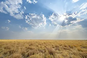 Botswana Travel Photography Drucke: Plain with dry yellow grass, dramatic clouds with sunbeams