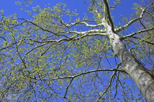 Deciduous Tree Photos Drucke: Plane tree in front of blue sky in spring