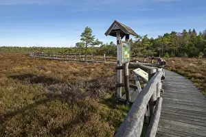 Wooden Walkway Germany Drucke: Plank path through the Black Moor