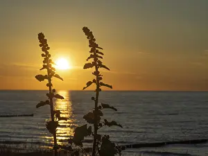 Evening Light Photography Drucke: Two plants in the foreground at sunset
