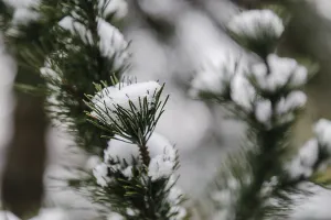 Deserted Austrian Countryside Drucke: Plants with snow, winter, Ternitz