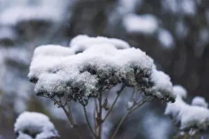 Deserted Austrian Countryside Drucke: Plants with snow, winter, Ternitz