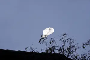 Europe Deserted Landscape Drucke: Plastic bag in a tree, Germany