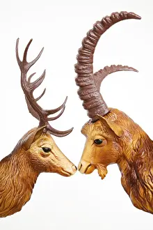 Drucke von Ein Plastik-Hirschkopf und ein Hirschbockkopf schauen sich im Profil an Alpensteinbock Drucke: Ein Plastik-Hirschkopf und ein Steinbockskopf schauen sich an.