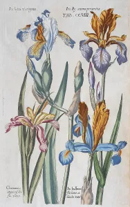 Historic Botanical Drawings Drucke: Plate with various irises (Iris)