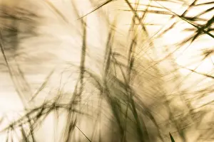 Lake Dummer Scenery Drucke: Play of light in the reeds, wind