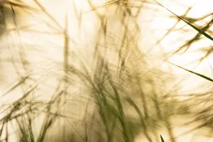 Lake Dummer Scenery Drucke: Play of light in the reeds, wind