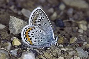 Deserted Butterfly Habitat Drucke: Plebeius argus