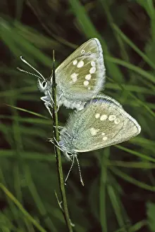 Flying Insect Wildlife Photos Drucke: Plebeius orbitulus, Albulina orbitulus