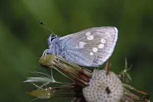 Flying Insects In Nature Drucke: Plebeius orbitulus, Albulina orbitulus