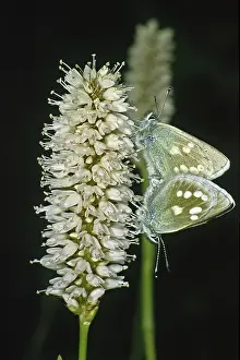 Wildlife Photography Couple Drucke: Plebeius orbitulus, Albulina orbitulus