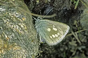 No People Wildlife Shots Drucke: Plebeius orbitulus, Albulina orbitulus