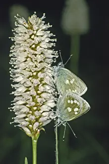 Wildlife Photography Couple Drucke: Plebeius orbitulus, Albulina orbitulus