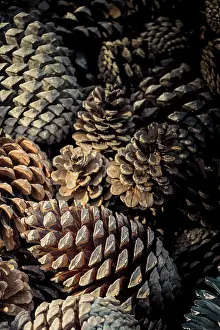Deserted Forest Scenery Drucke: Plenty of Pine cones as a nature background