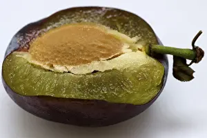 Plum Varieties Drucke: Plum