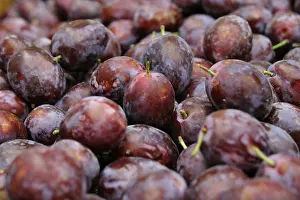Plum Fruit Drucke: Plum