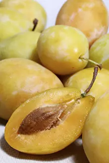 Plum Varieties Drucke: Plum sort Tipala