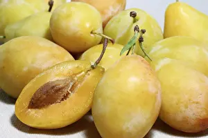 Plum Varieties Drucke: Plum sort Tipala