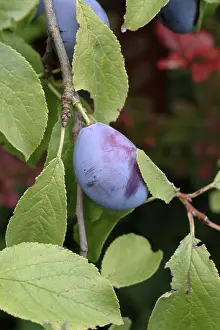 Garden Plants Drucke: Plum tree