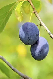 Gerahmter Druck : Pflaumenbaum, Pflaumenbaum. Gerahmter Druck : Pflaumenbaum, Pflaumenbaum.