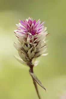 Flowering Plants In Germany Drucke: Plumed cockscomb (Celosia argentea var)