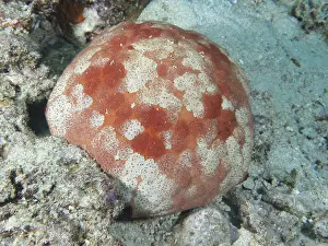 Bilder Datiert 28. Juli 2024: Starfish print red halithyle regularis white pattern