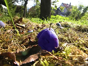 Colorful Autumn Scene Drucke: Plums lying on the floor