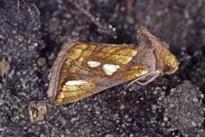 Drucke von Ein Exemplar von Plusia putnami gracilis, einer Art der Nachtfalter aus der Familie der Eulenfalter Gracilis Drucke: Die Plusia putnami gracilis