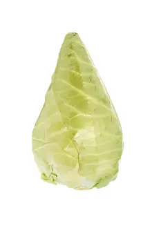 Nutrition Vegetable Plant Drucke: Pointed cabbage or pointed cabbage