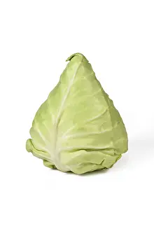 Pointed Cabbage Drucke: Pointed cabbage on white background