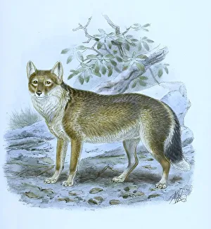 Gerahmter Druck : Polarwolf, Weißwolf oder arktischer Wolf Gerahmter Druck : Polarwolf, Weißwolf oder arktischer Wolf
