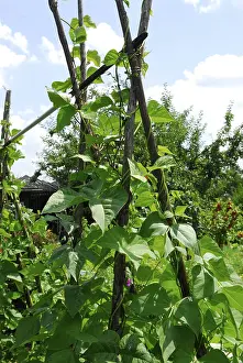Vegetable Garden Drucke: Pole beans