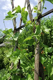 Vegetable Garden Drucke: Pole beans