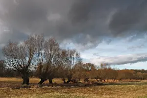 Pollarded Willows Drucke: Pollarded willows along a ditch in a meadow
