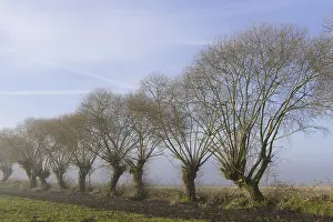Ash Tree Species Drucke: Pollarded willows at the edge of the field